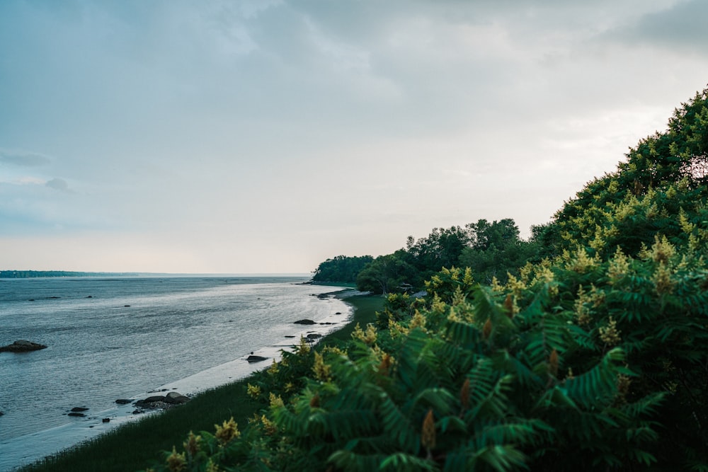 green trees near body of water during daytime