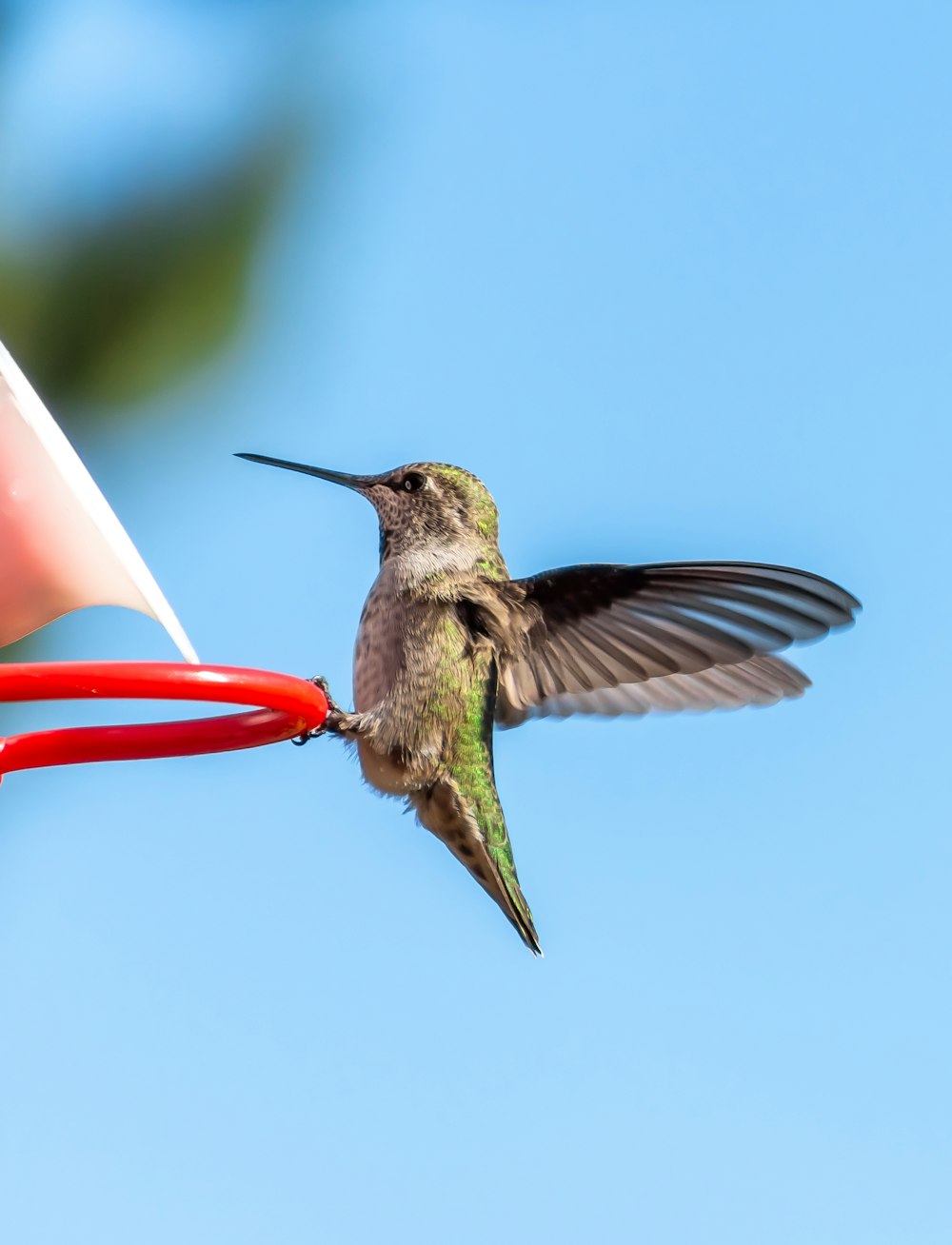 brown humming bird flying during daytime