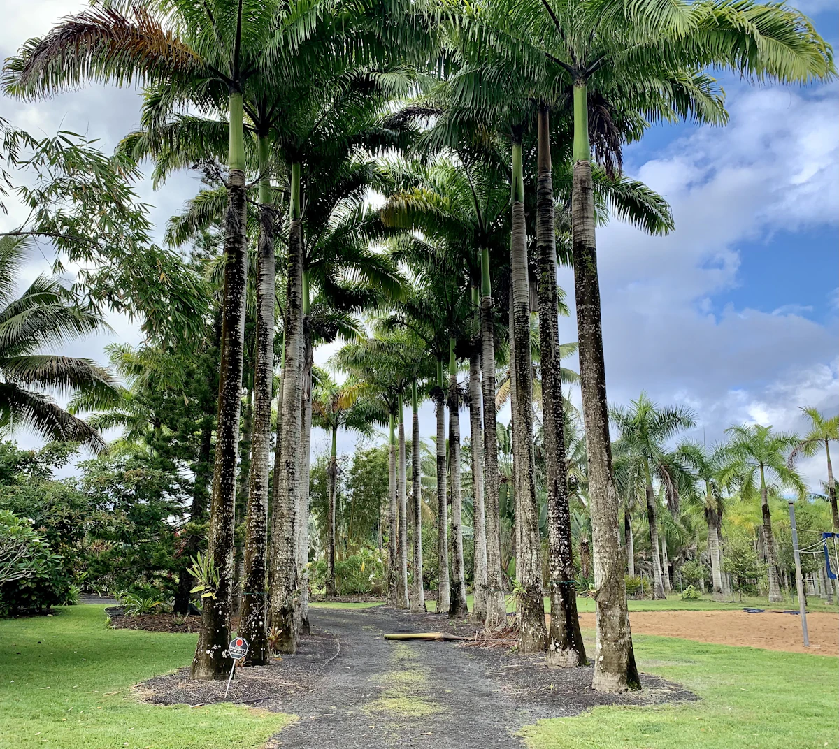 Royal Palm Roystonea regia Avenue India Botanical Garden — PlantCare