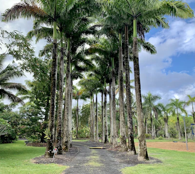 Royal Palm / Cuban Royal Palm