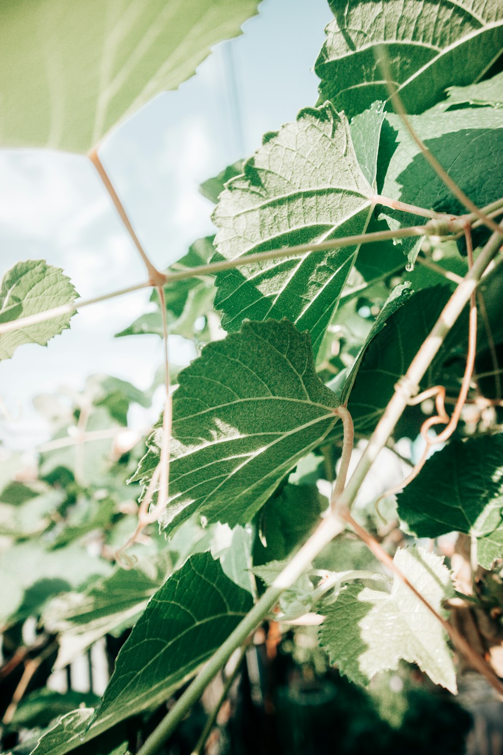 green leaves on brown stem