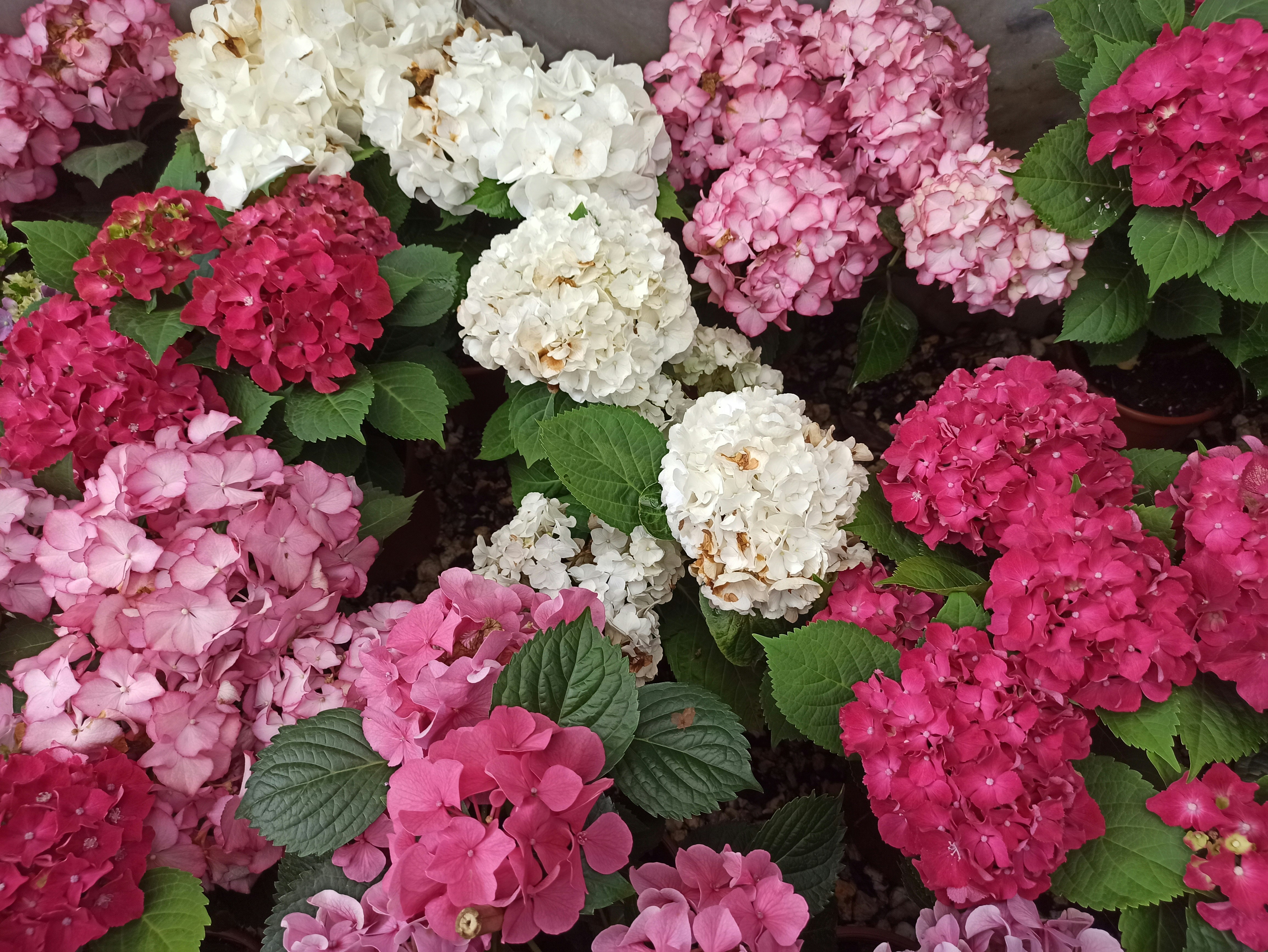 Pesquisa do Procon Goiás aponta variação de até 500% no preço das flores para o Dia de Finados