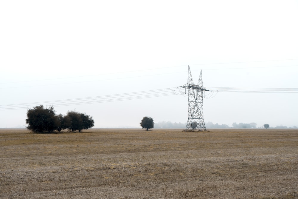 green tree on brown grass field under white sky during daytime