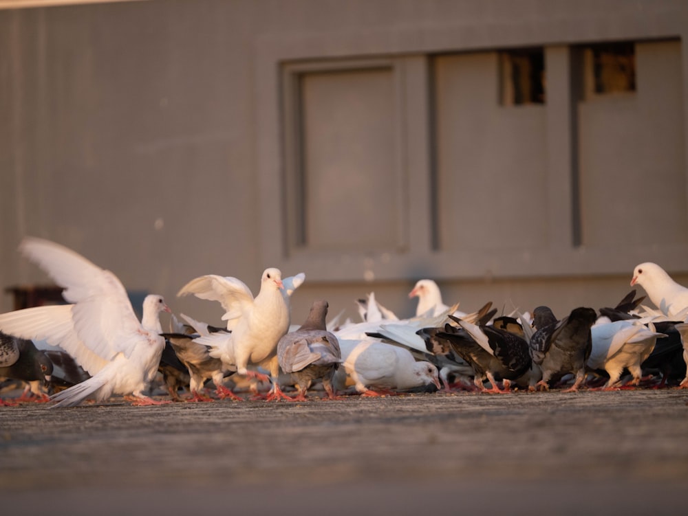 flock of white birds on ground during daytime