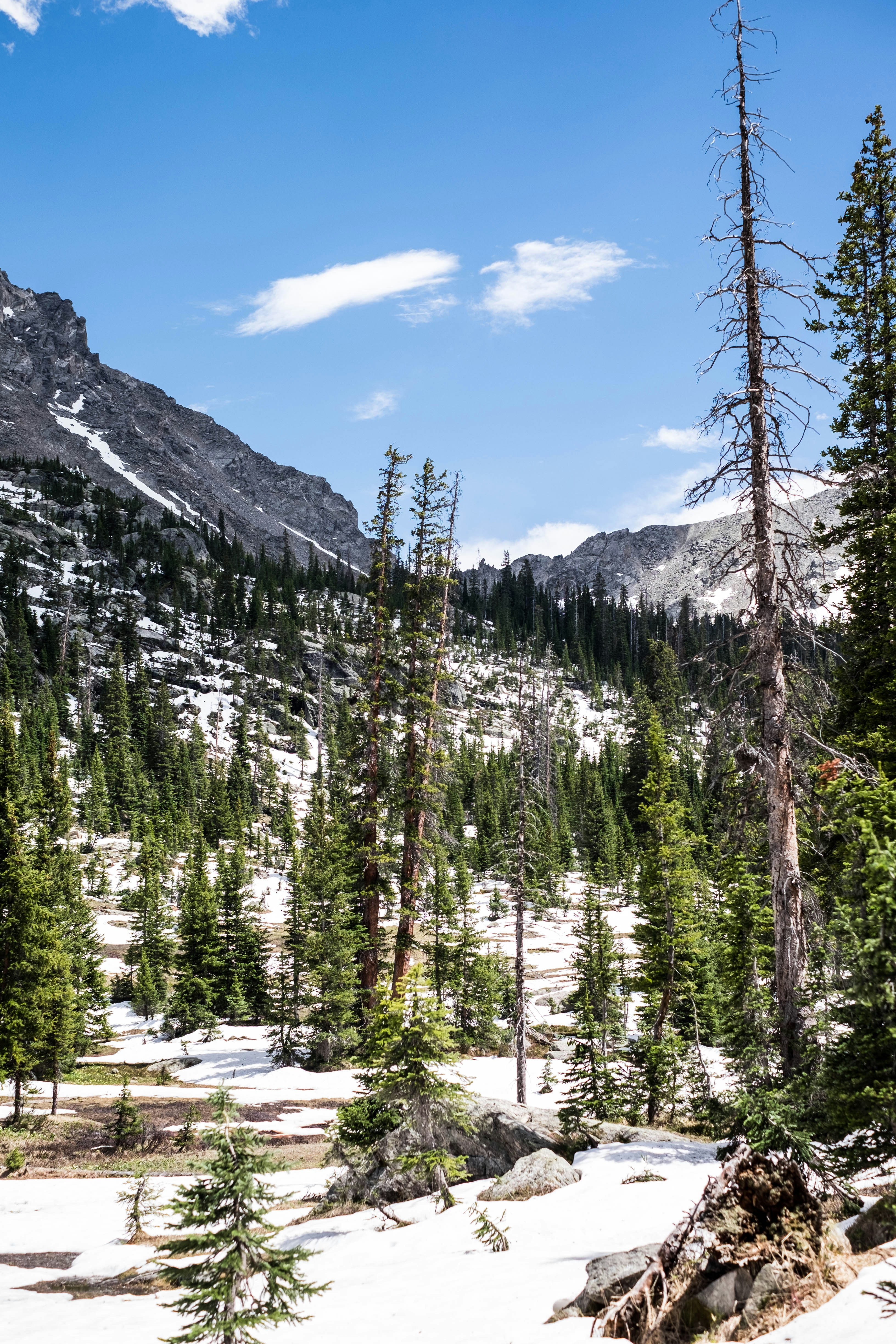 Green Pine Trees Near Mountain Under Blue Sky During Daytime Photo Free Colorado Image On Unsplash