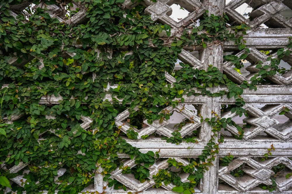 gray wooden cross on green plants