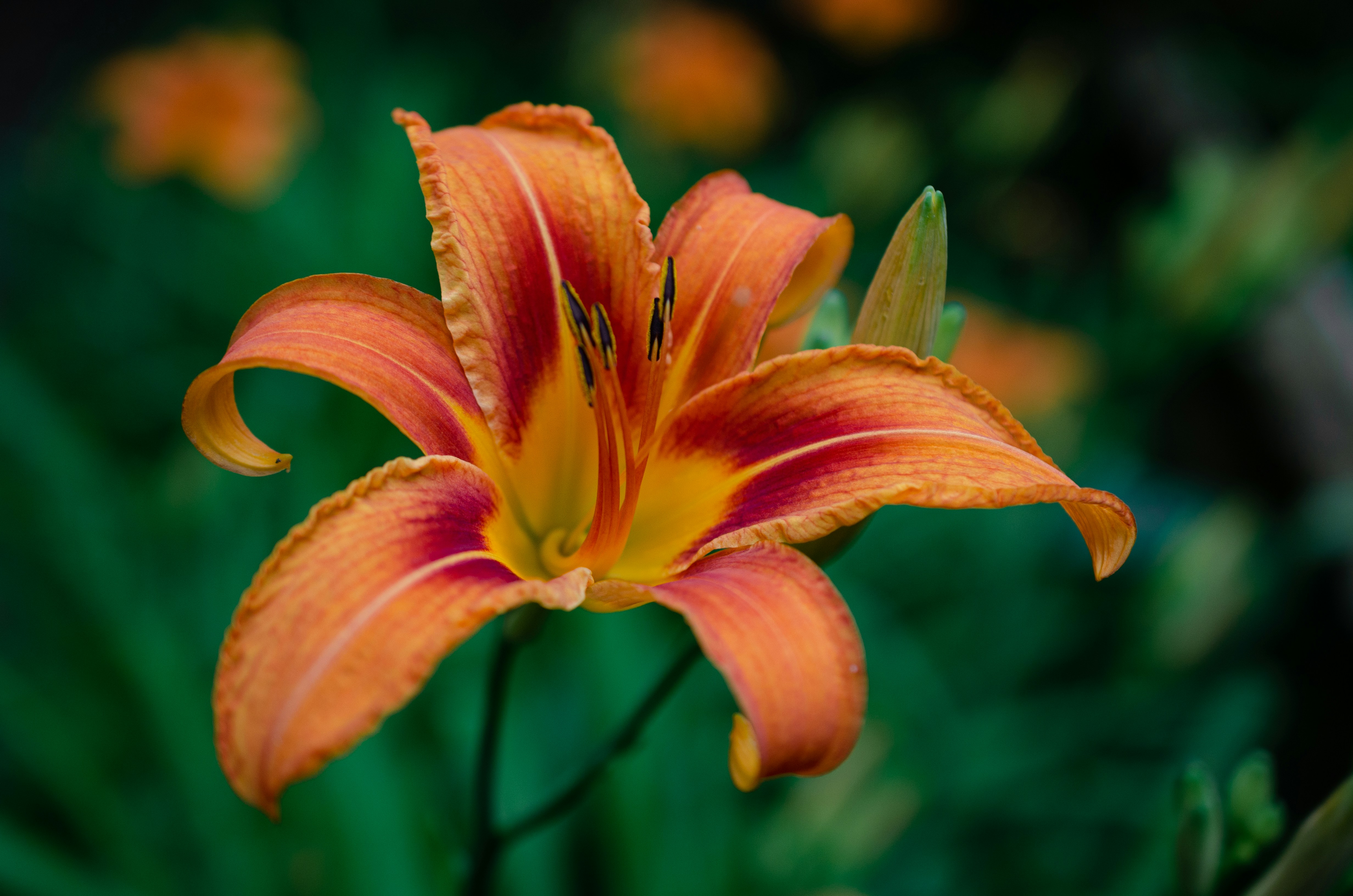 orange and yellow flower in tilt shift lens