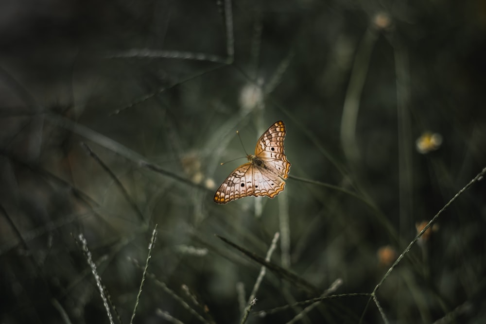 brown and black butterfly on green plant