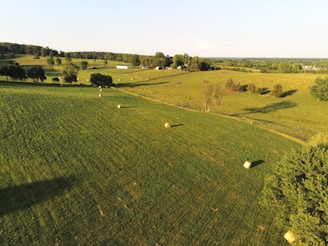 green grass field under blue sky during daytime