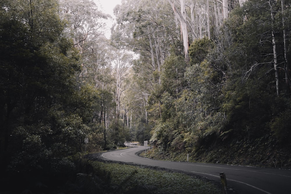 gray concrete road between green trees during daytime