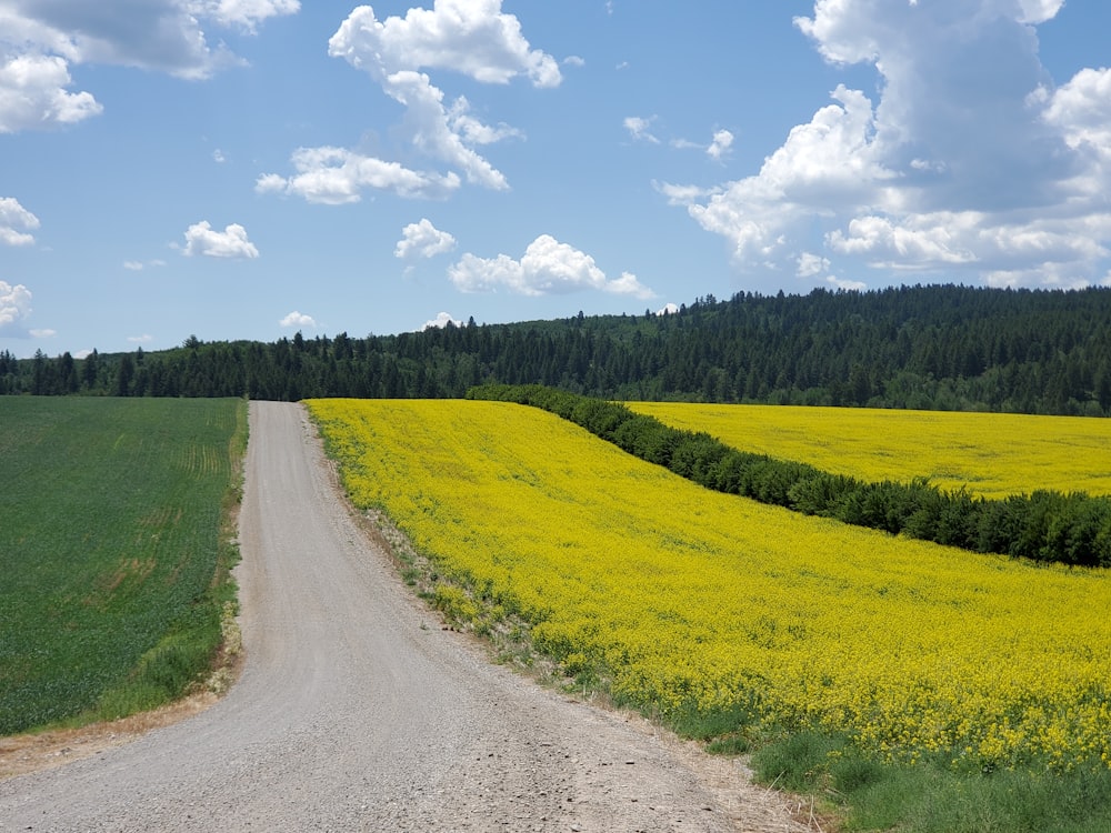 gray road between green grass field under blue and white cloudy sky during daytime