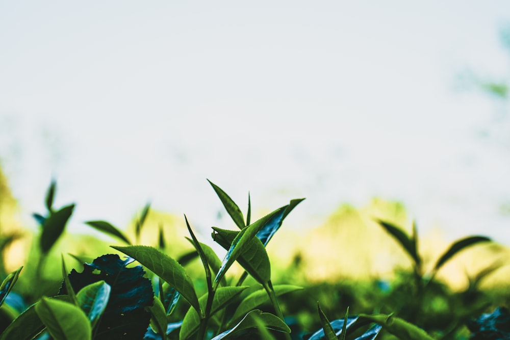 green plant in close up photography