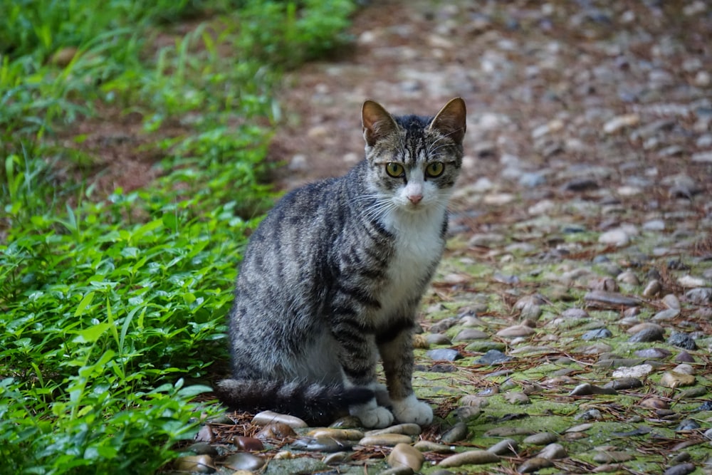 brown tabby cat on ground