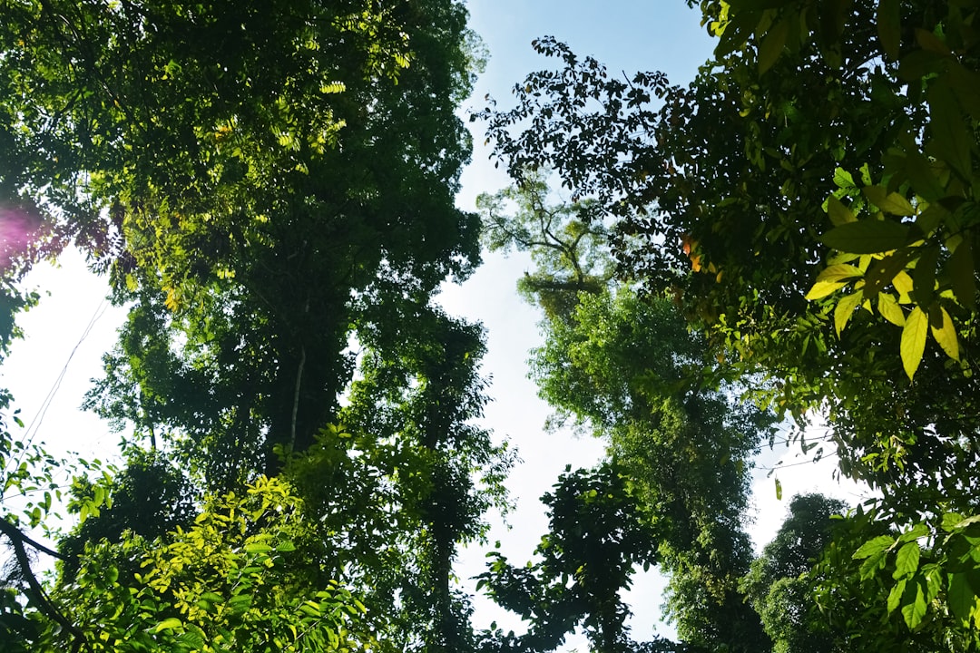 green trees under blue sky during daytime