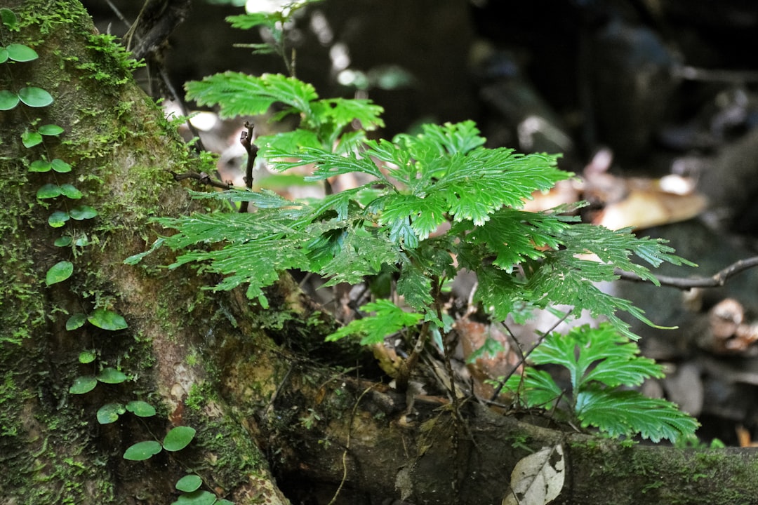 green leaves on brown tree trunk