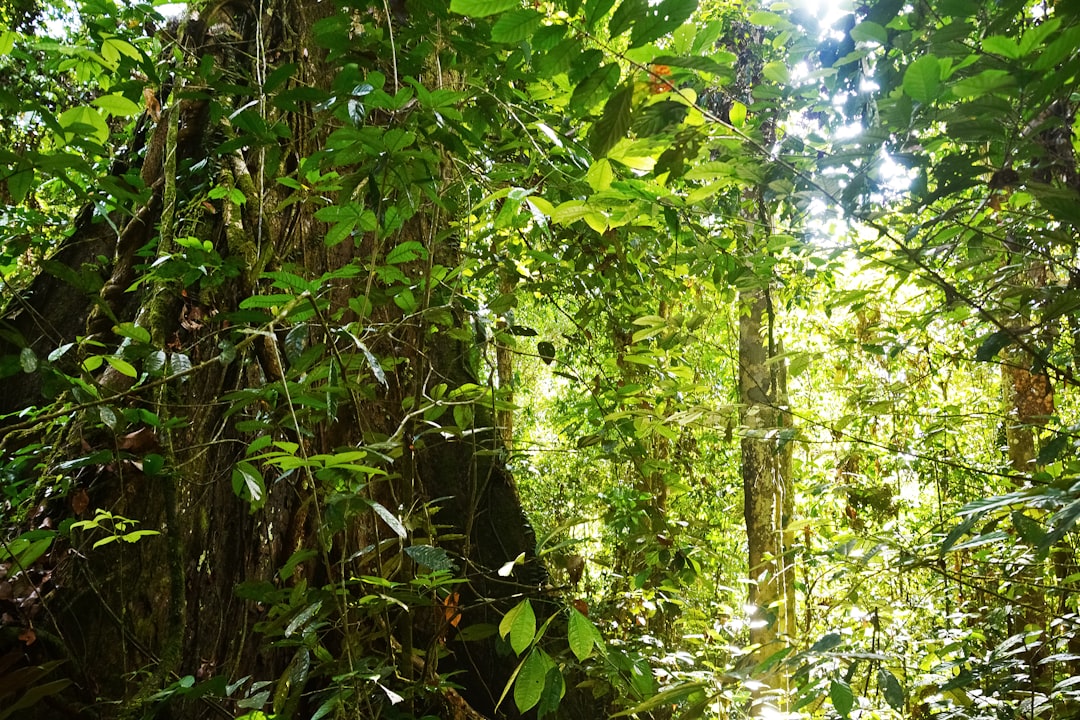 green leaf trees during daytime