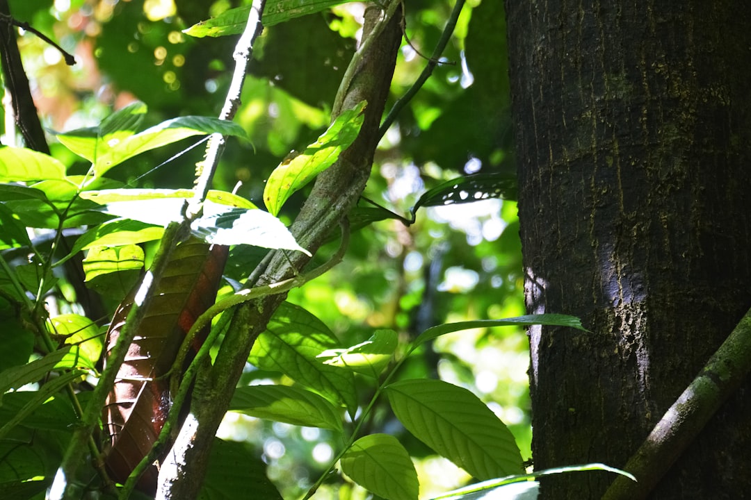 green leaf on brown tree trunk