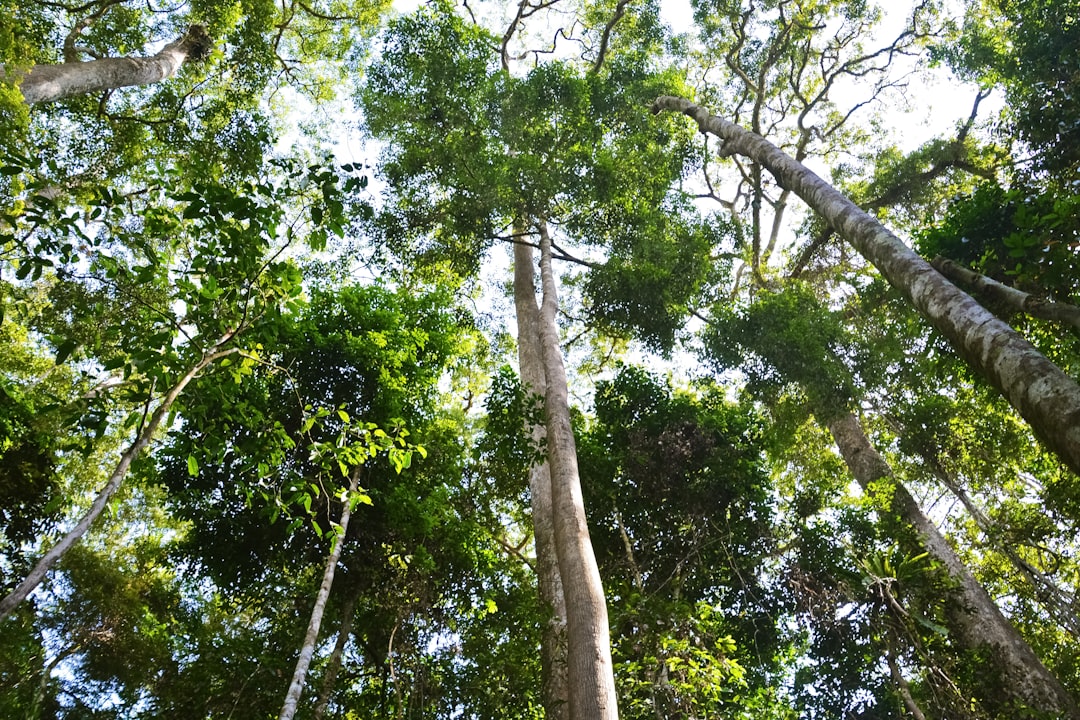 green tree with green leaves during daytime