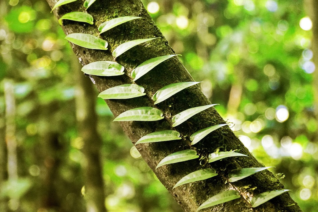 green fern plant in close up photography