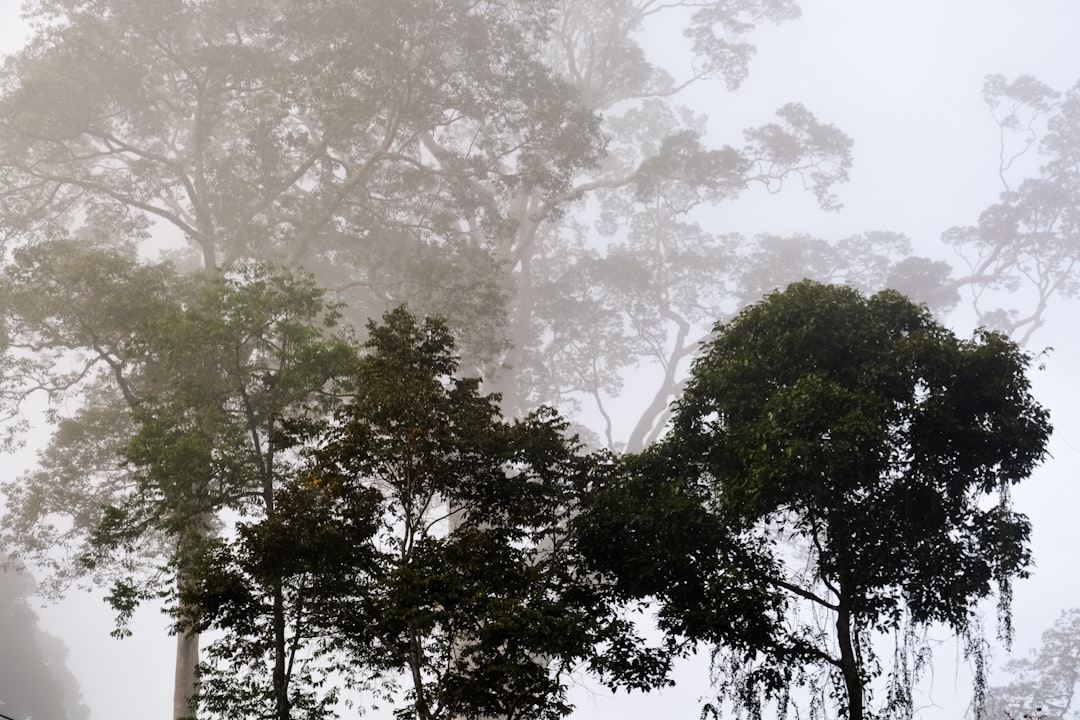 green trees under white sky during daytime