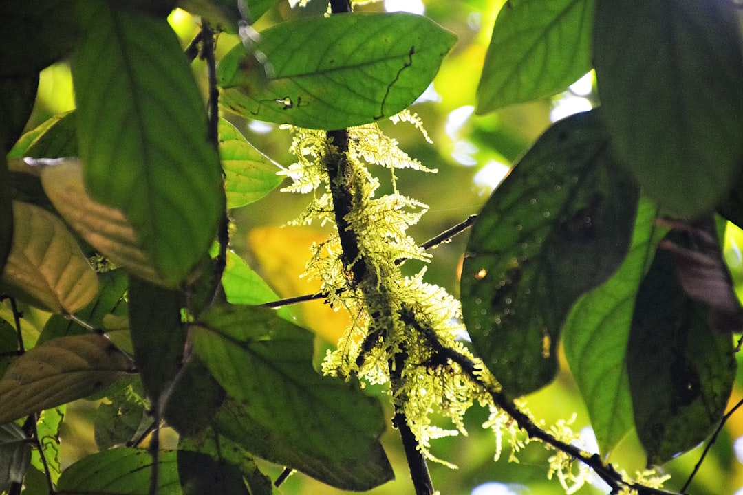 green leaves on brown tree branch