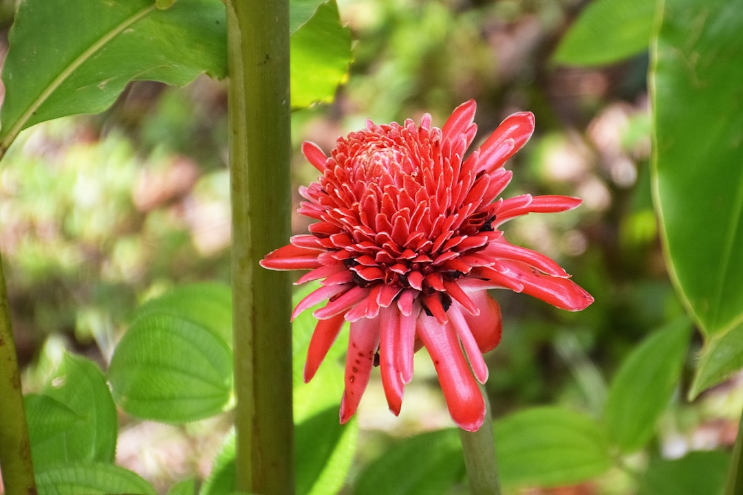 red flower in green stem