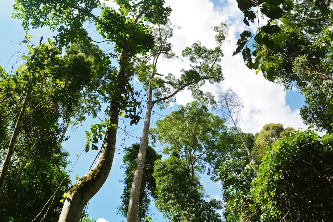 green trees under white sky during daytime