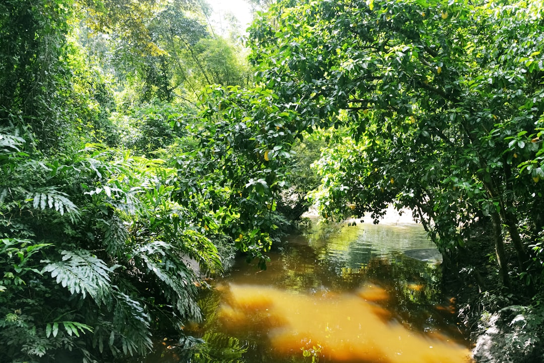 green trees beside river during daytime