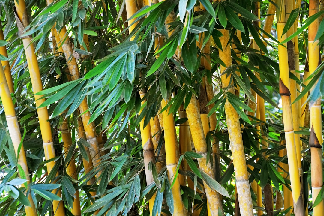 green and yellow bamboo plants