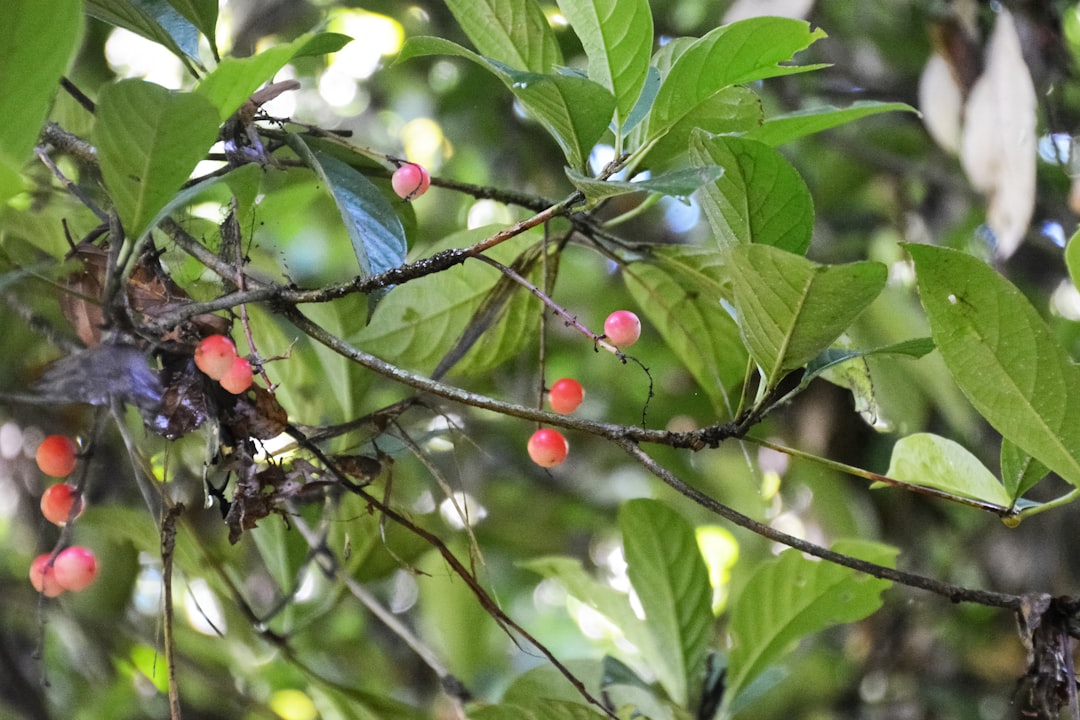 red round fruit on tree during daytime