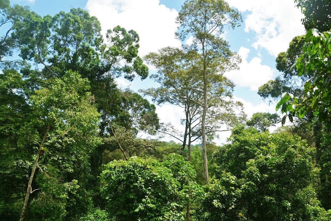 green trees under blue sky during daytime