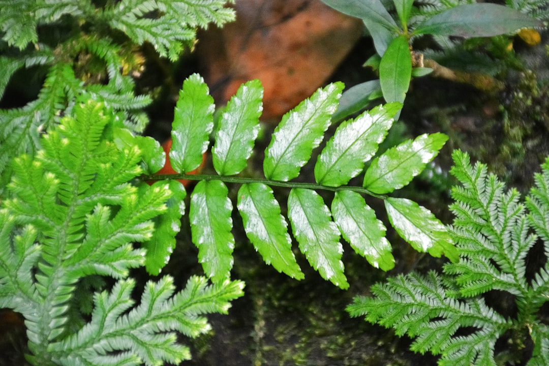 green leaf plant in close up photography