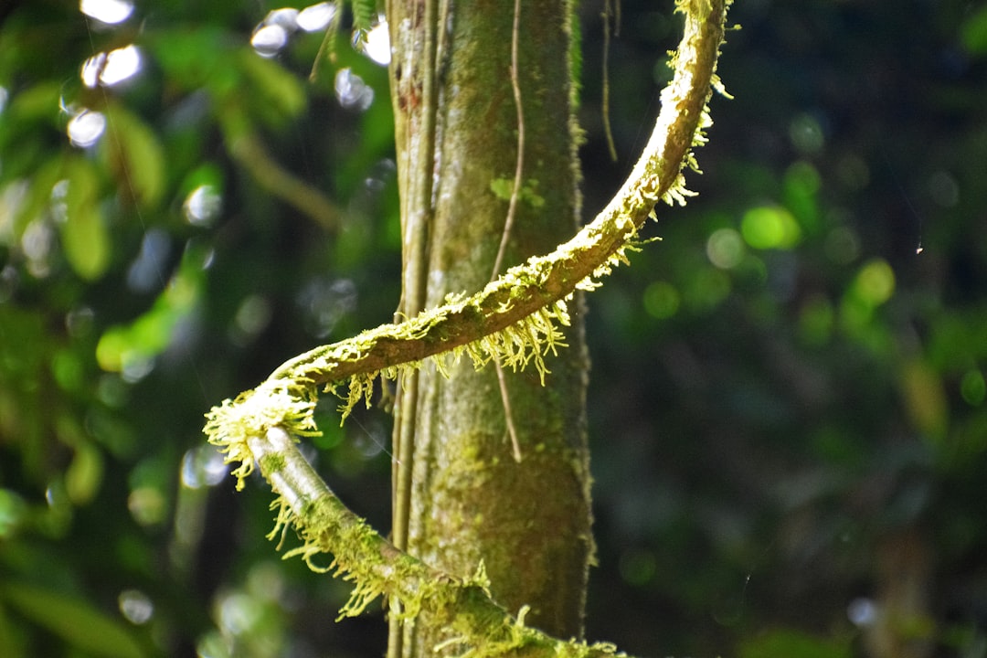 green moss on brown tree branch during daytime