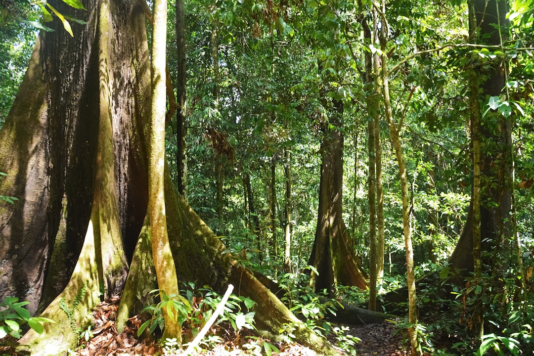 green trees on forest during daytime