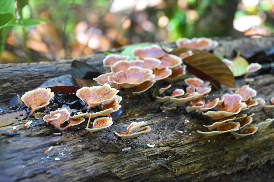 brown and white mushrooms on brown tree trunk