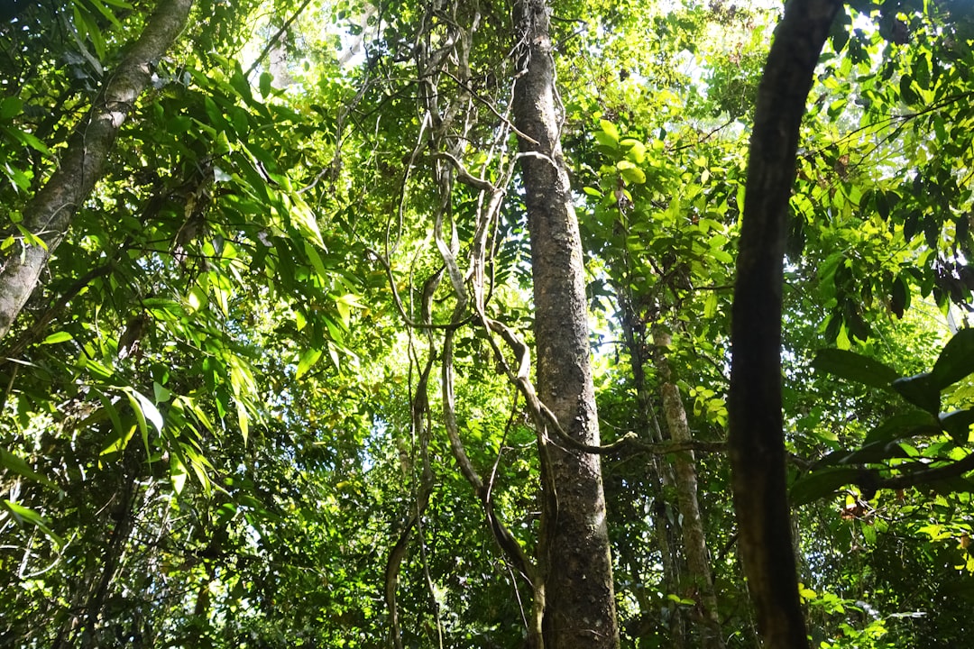 green and brown tree during daytime