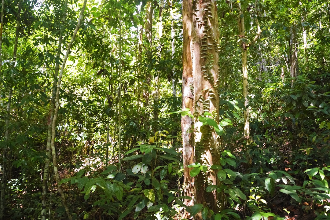 green and brown trees during daytime