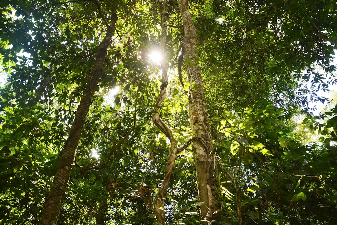 green and brown tree during daytime