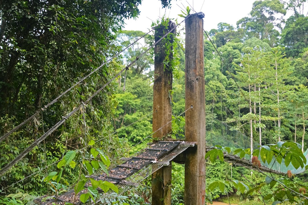 brown wooden bridge over green trees during daytime