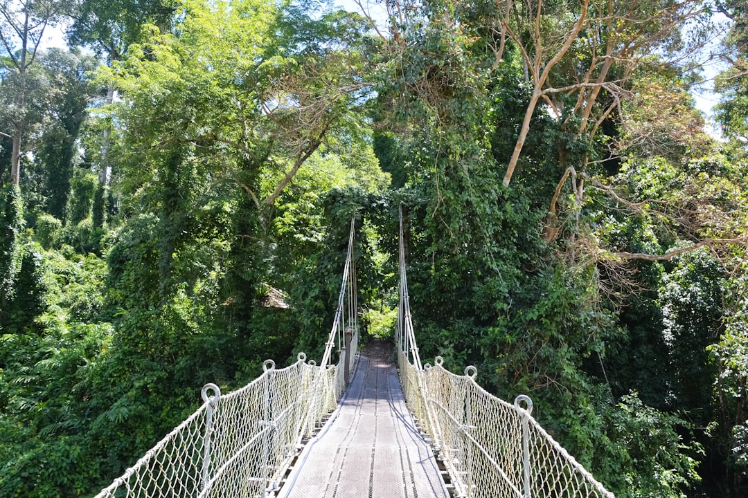 gray wooden bridge in the middle of green trees