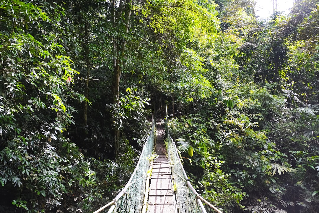 brown wooden hanging bridge in the middle of green trees