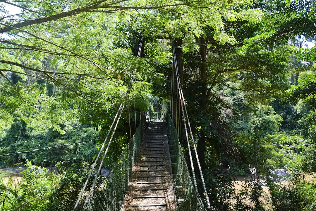 brown wooden bridge in the forest