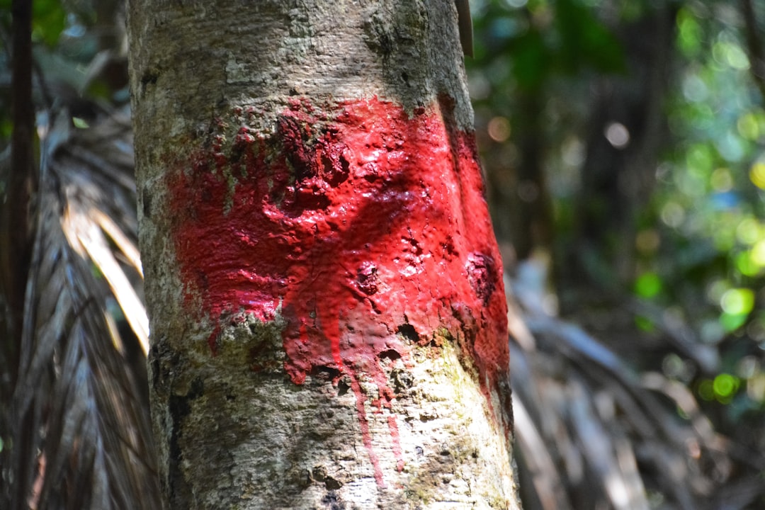 red and brown tree trunk