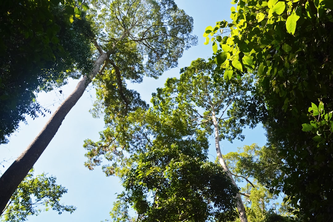 green tree under blue sky during daytime