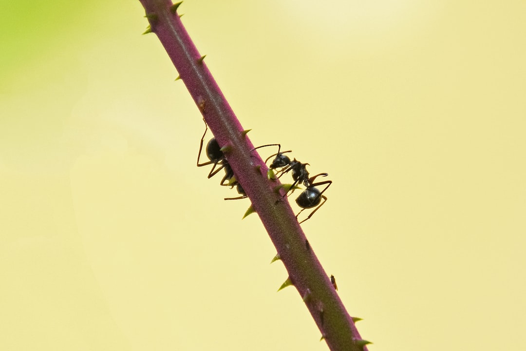black ant on brown stick