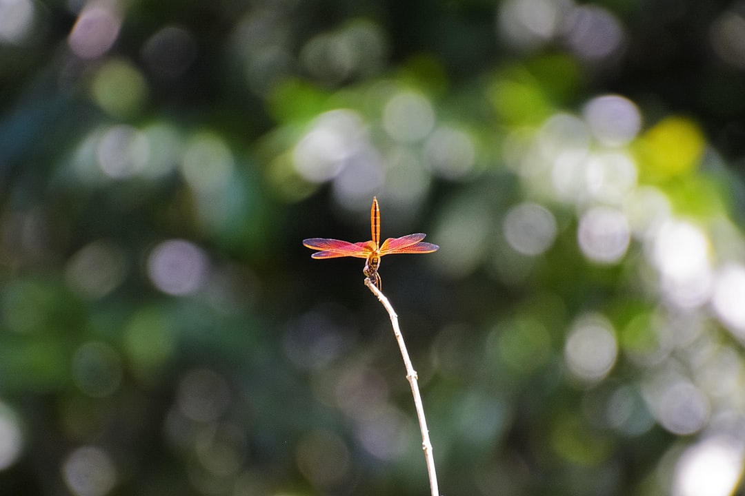 red leaf on brown stem