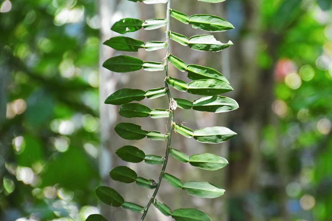 green and white plant during daytime