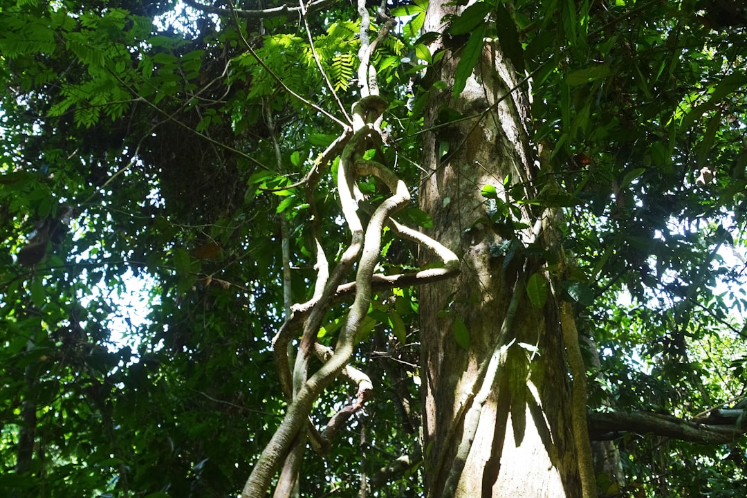 green tree under blue sky during daytime