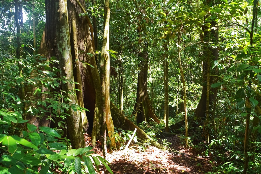 green leaf trees during daytime