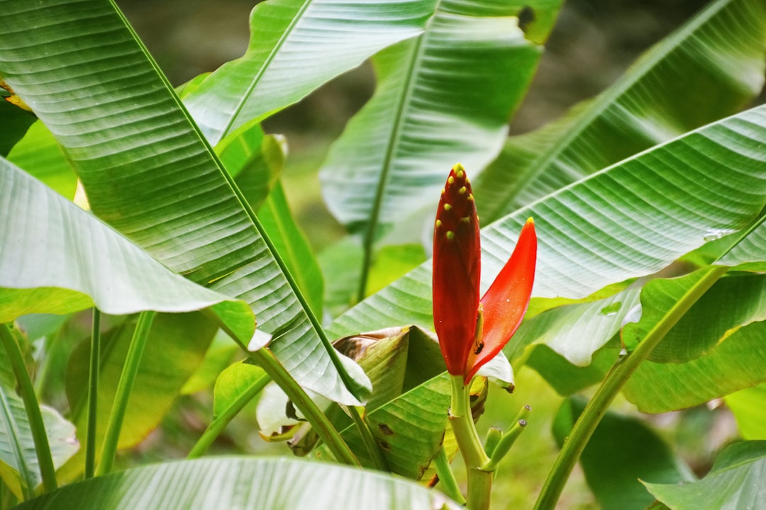 red butterfly on green leaf